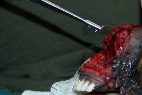 A vet sews up the torn bottom lip of a red deer hind in New Zealand