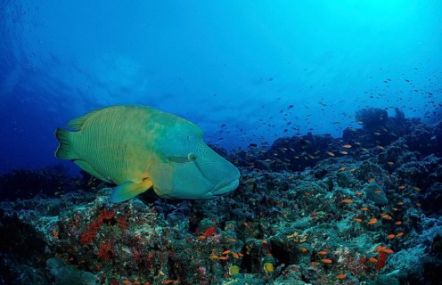 Napoleon Wrasse, Napoleon, Cheilinus undulatus, Maldives, Indian Ocean, Ari Atoll, Asia