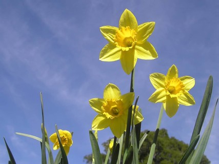 Yellow daffodils against blue sky
