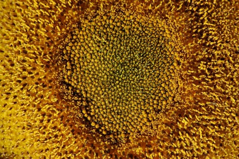 Centre of giant sunflower