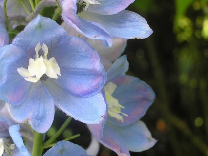 Blue delphinium