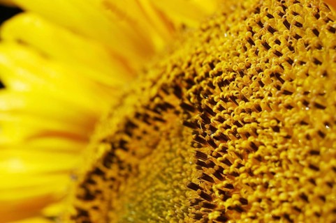 Centre of giant sunflower
