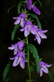 Purple campanula flowers on black background
