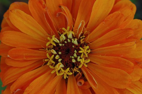 Centre of orange zinnia