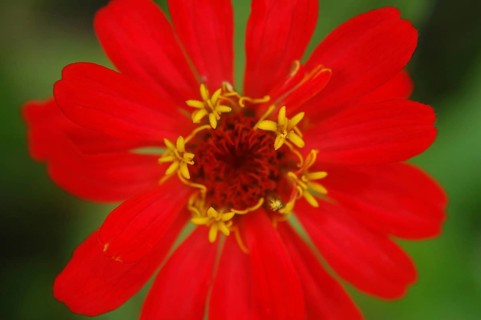 Red zinnia against green background