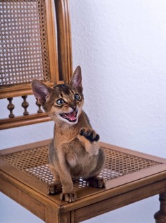 Abyssinian wild coloured, male, twelve weeks