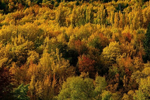Forest with autumn leaves in Arrowtown, New Zealand, Oceania