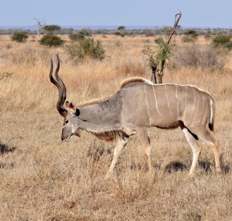 Kudu Antelope (Tragelaphus strepsiceros) in the Kruger National Park, South Africa, Africa