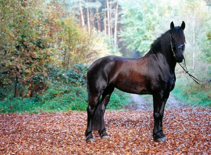 Friesian, friesian, black, horse, mare, 6-year-old