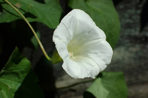 White Convolvulus