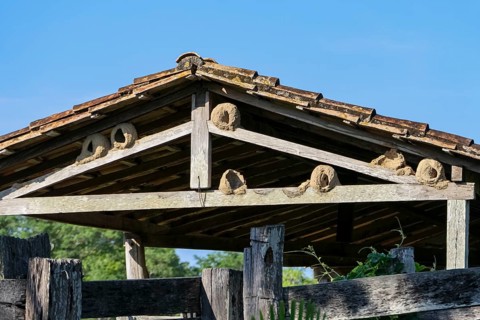 Clay nests of Rufous hornero birds in the roof of a barn in sunshine, Pantanal wetlands, Mato