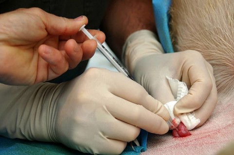 Vets implant an embryo into the uterus of a surrogate hind during an embryo transfer programme on