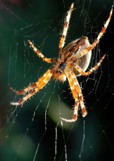 Garden cross spider against the light repairing its web