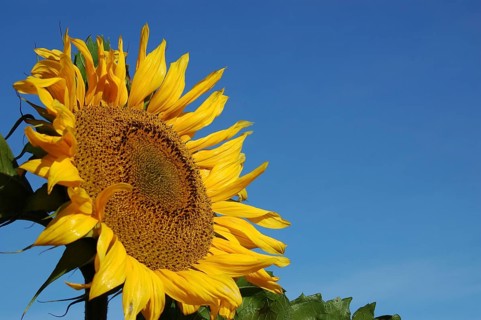 Giant sunflower against blue sky