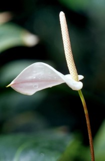 Pink flower, Arum lily, Zantedeschia aethiopica