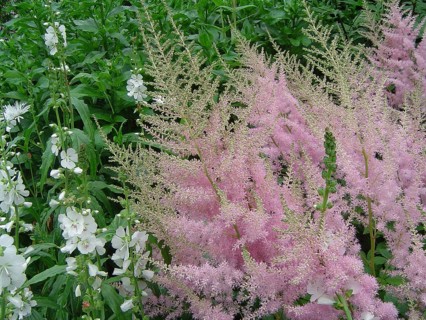 Mauve flowers on green background