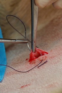 A vet sews up the incision in the abdomen of a surrogate hind during an embryo transfer programme