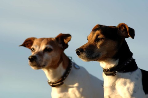 Two photogenic Jack Russell Terrier males in portrait in front of a blue sky