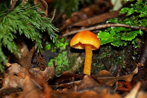 Yellow waxgill toadstool, probably a Hygrocybe species, West Coast, South Island, New Zealand,