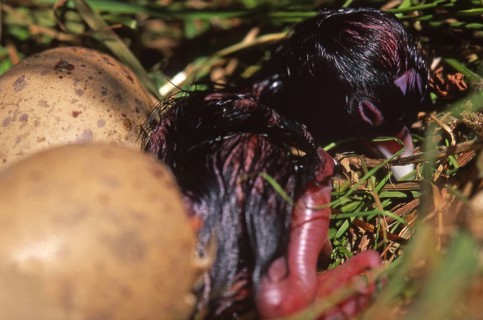 Eggs hatching in nest of the swamphen, Porphyrio porphyrio (Pukeko), West Coast, South Island, New