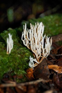 Coral fungi, genus Clavicorona, West Coast, South Island, New Zealand, Oceania