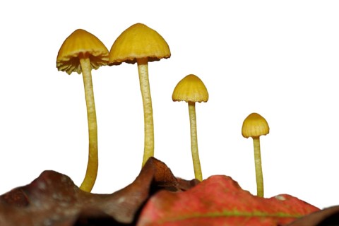Clear cut image of 4 yellow waxgill toadstools, Hygrophorus salmonipes