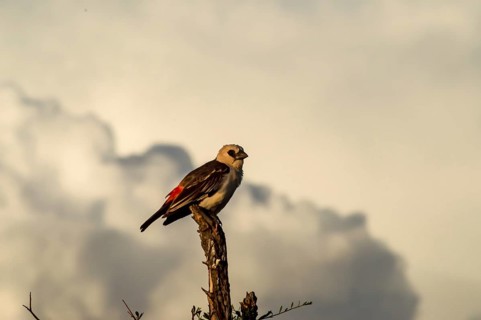 Small bird on branch in Samburu park, Kenya. Image of small bird on branch in Samburu park, Kenya,