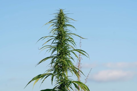 Marijuana plant at outdoor cannabis farm field