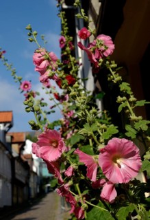 Hollyhocks in the Oluf-Samson-Gang, Flensburg, Schleswig-Holstein, Germany, Europe