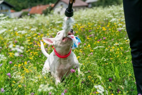 Portrait photo of white bull terrier outdoors on a sunny day, young purebreed bull terrier