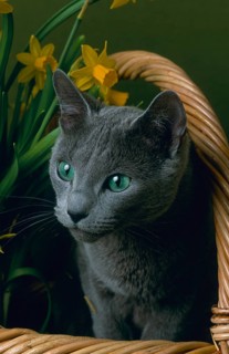 Russian blue cat, breeding-cat, 4 years old
