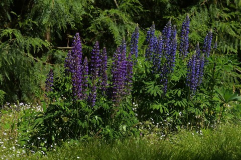 Narrow-leaved lupin