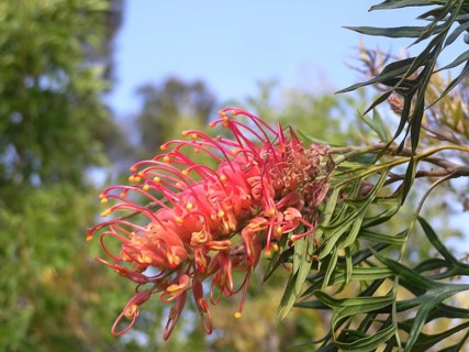 Red flower of grevillea robusta