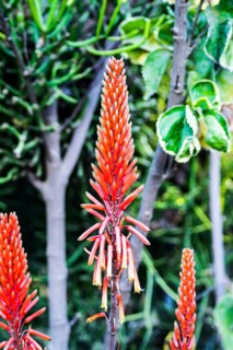 The Aloe plant is known for its medical properties, but not everyone knows its aesthetic