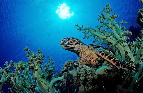 Hawksbill turtle eats soft corals, Eretmochelys imbricata, Egypt, Zabargad, Zabarghad, Red Sea,