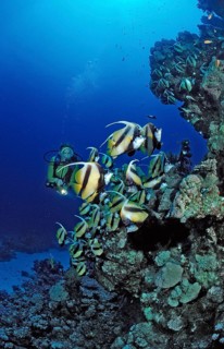 Diver and bannerfish, Red Sea bannerfish, Heniochus intermedius, Egypt, Sha'ab Marksur, Red Sea,