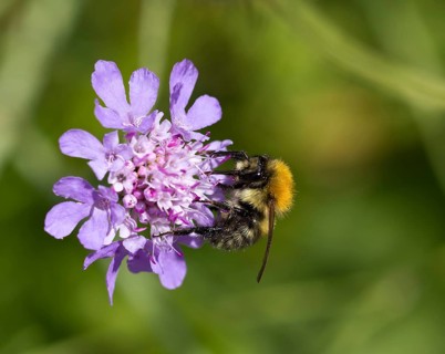 Bee on Devils Bit Scabious wild flower