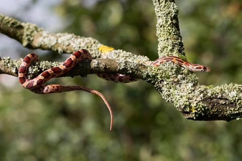Climbing corn snake in a tree, side view