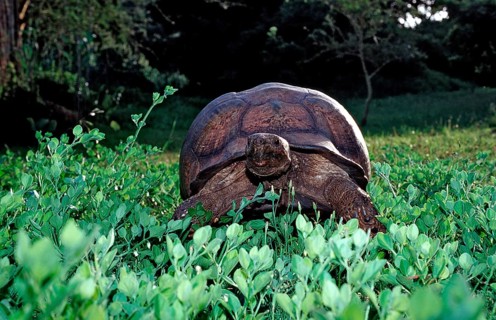 Leopard tortoise, panther tortoise, Testudo pardalis, Geochelone pardalis, South Africa, Addo