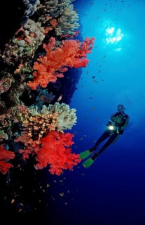 Diver and colourful coral reef, Egypt, Africa, Sinai, Ras Mohammed, Red Sea, Africa
