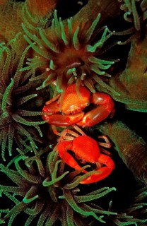 Coral crabs, Trapezia lutea, Bali, Indian Ocean, Indonesia, Asia