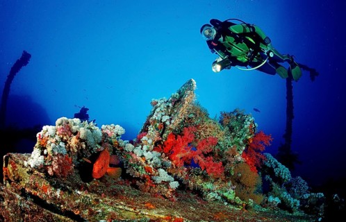 Diver and jewelled perch on the Numibia shipwreck, Cephalopholis miniata, Egypt, Africa, Red Sea,