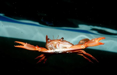 Red swimming crab, Portunus convexus, Djibouti, Djibouti, Africa, Afar Triangle, Gulf of Aden, Gulf