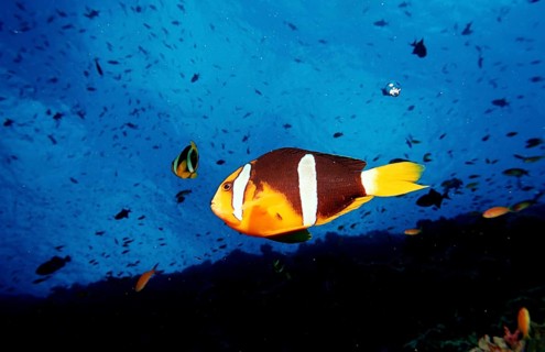 Clark's anemonefish, Amphiprion clarkii, Maldives, Indian Ocean, Ari Atoll, Asia