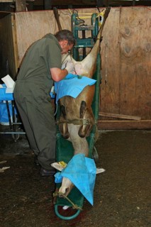 GREYMOUTH, NEW ZEALAND, CIRCA 2006: A vet uses a laparascope to find the uterus of a hind during an