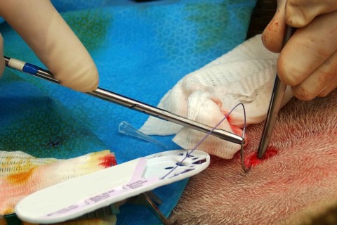 A vet sews up the incision in the abdomen of a surrogate hind during an embryo transfer programme