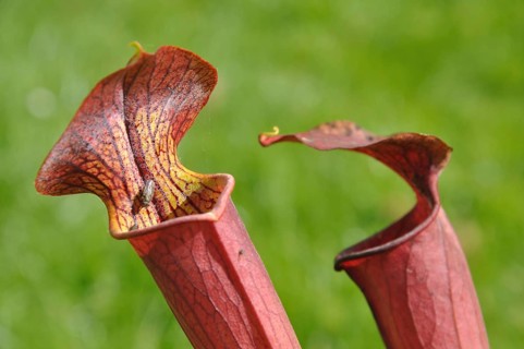 Purple sarracenia flower, carnivorous plant that traps insects and digests them