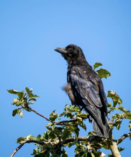 Juvenile Carrion Crow in apple tree