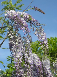 Wisteria blossoms on blue sky