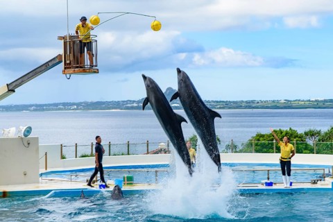 Dolphin Show (Okichan Theater) in Okinawa Churaumi Aquarium